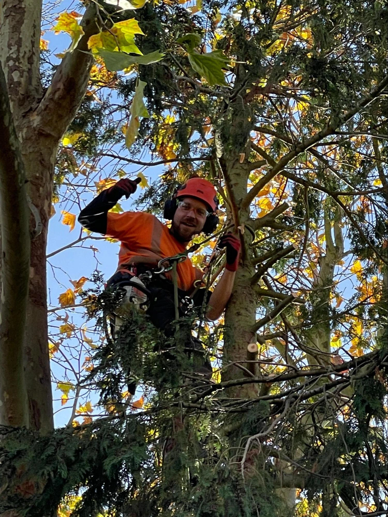 Dagenham Tree Care Experts